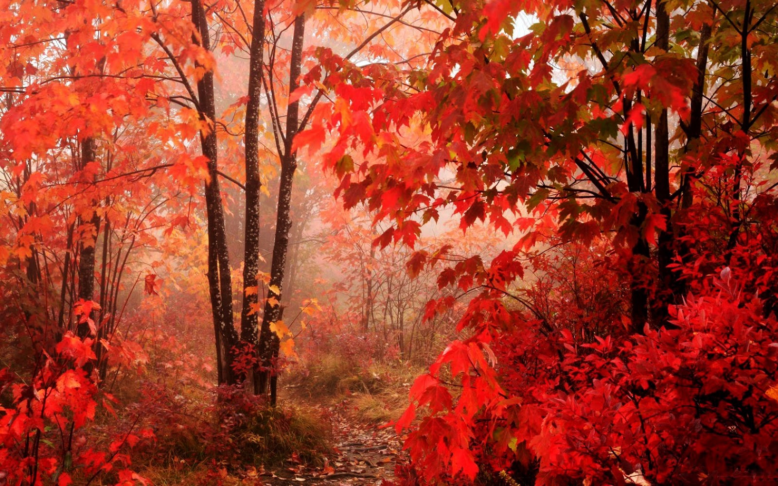 Red Leaves Trees Forest HD Wallpaper