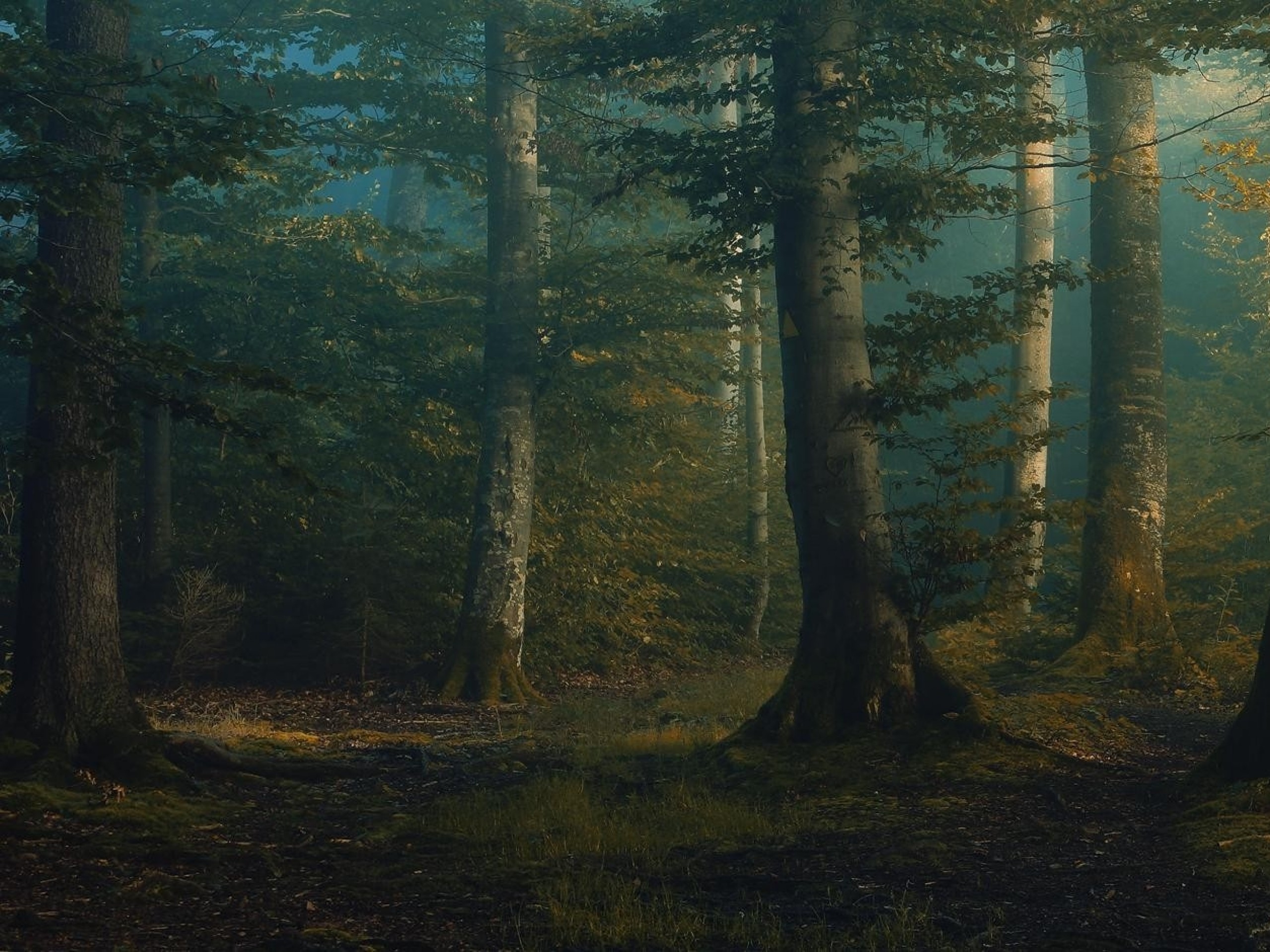 Mystical Forest Wallpaper