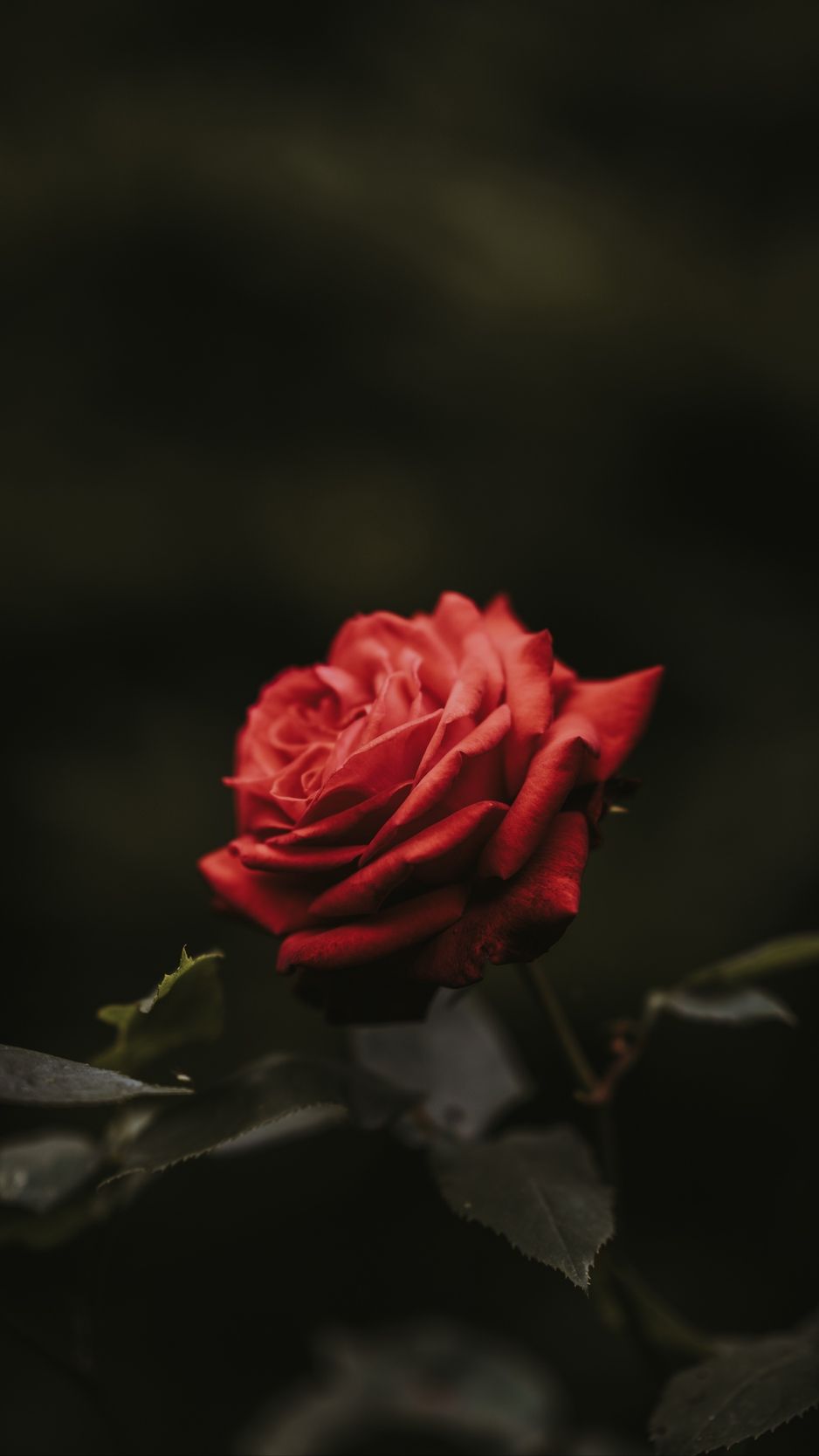 Red Roses Wallpaper  iPhone Android  Desktop Backgrounds