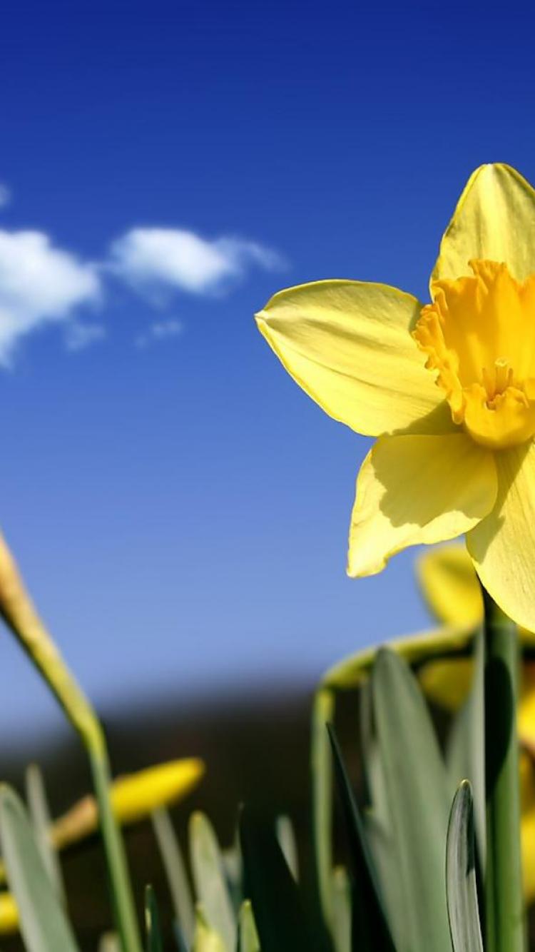 Beautiful Daffodils Wallpaper