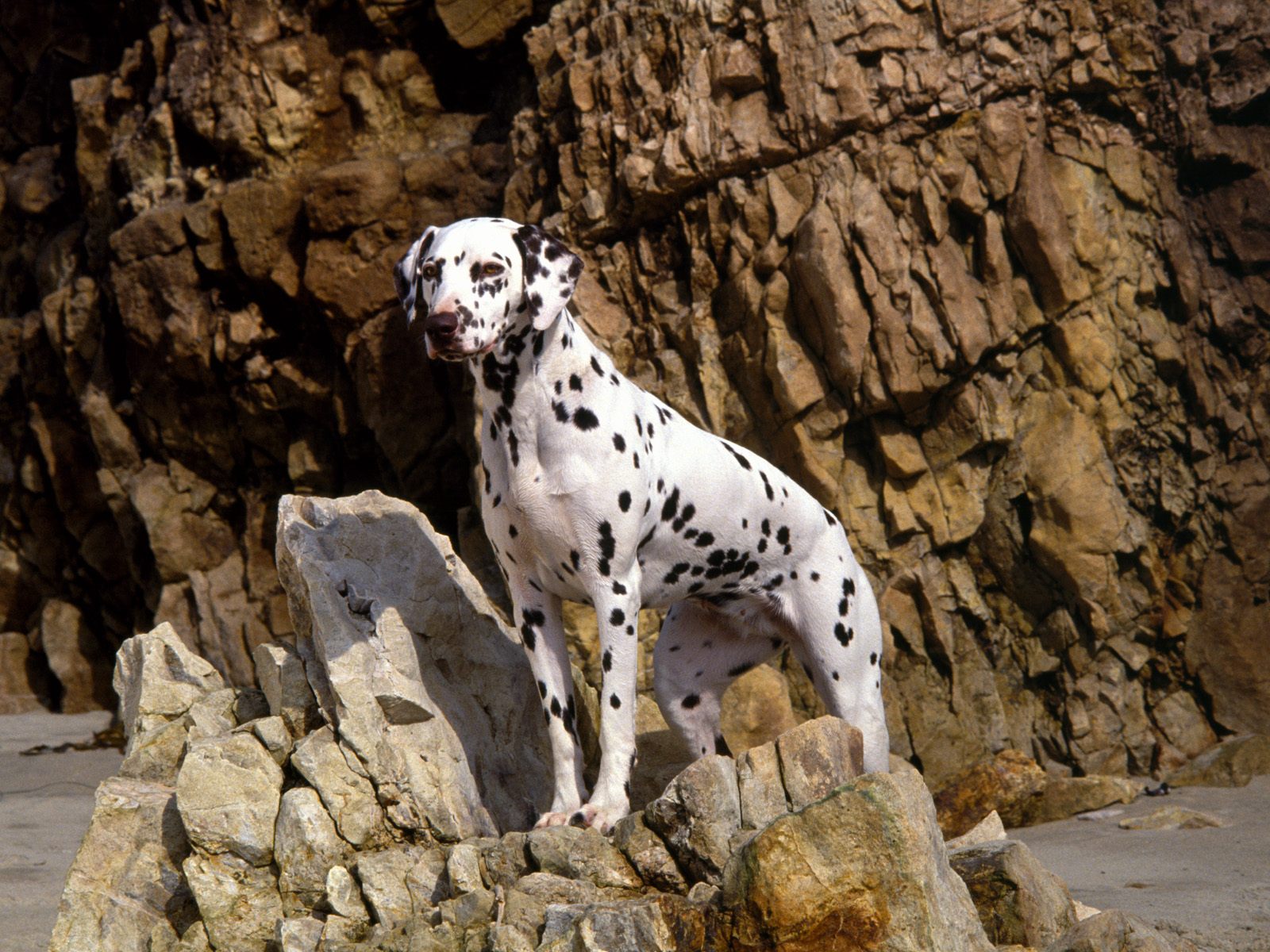 Hq Dalmatian On Rocky Beach Wallpaper