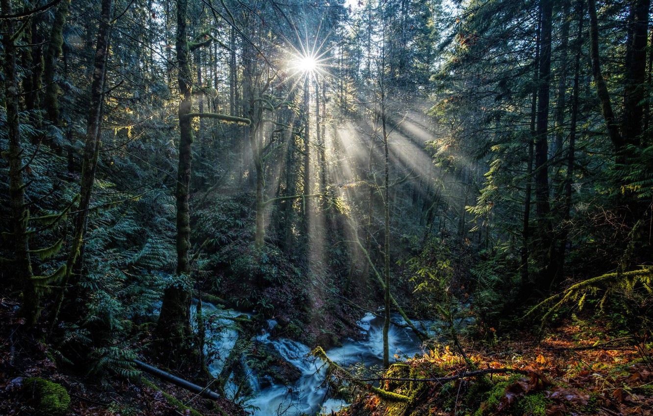 Wallpaper Forest Leaves The Sun Rays Trees Stream Moss