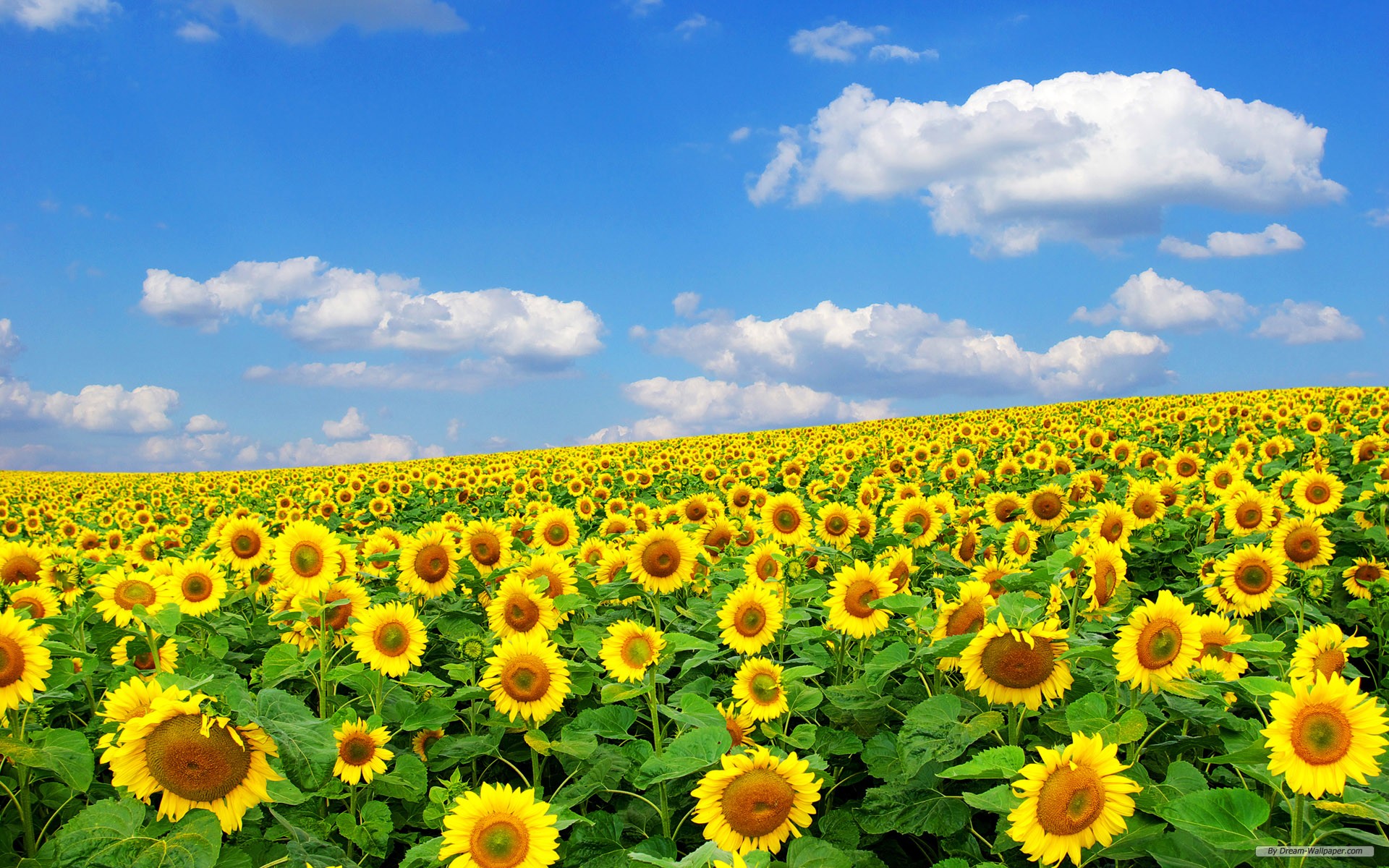 Pics Photos Sunflowers Desktop Wallpaper