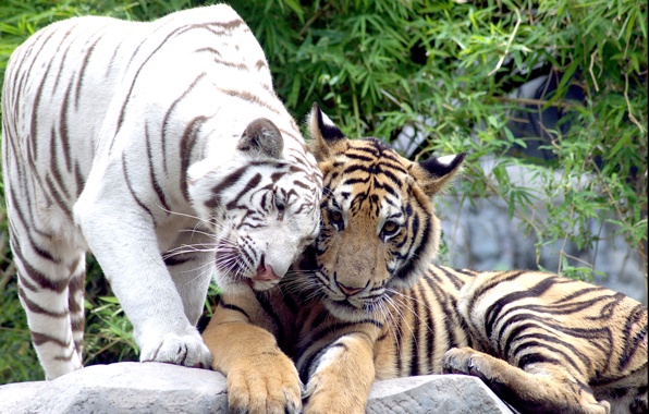 Wallpaper Tigers White Cats Couple