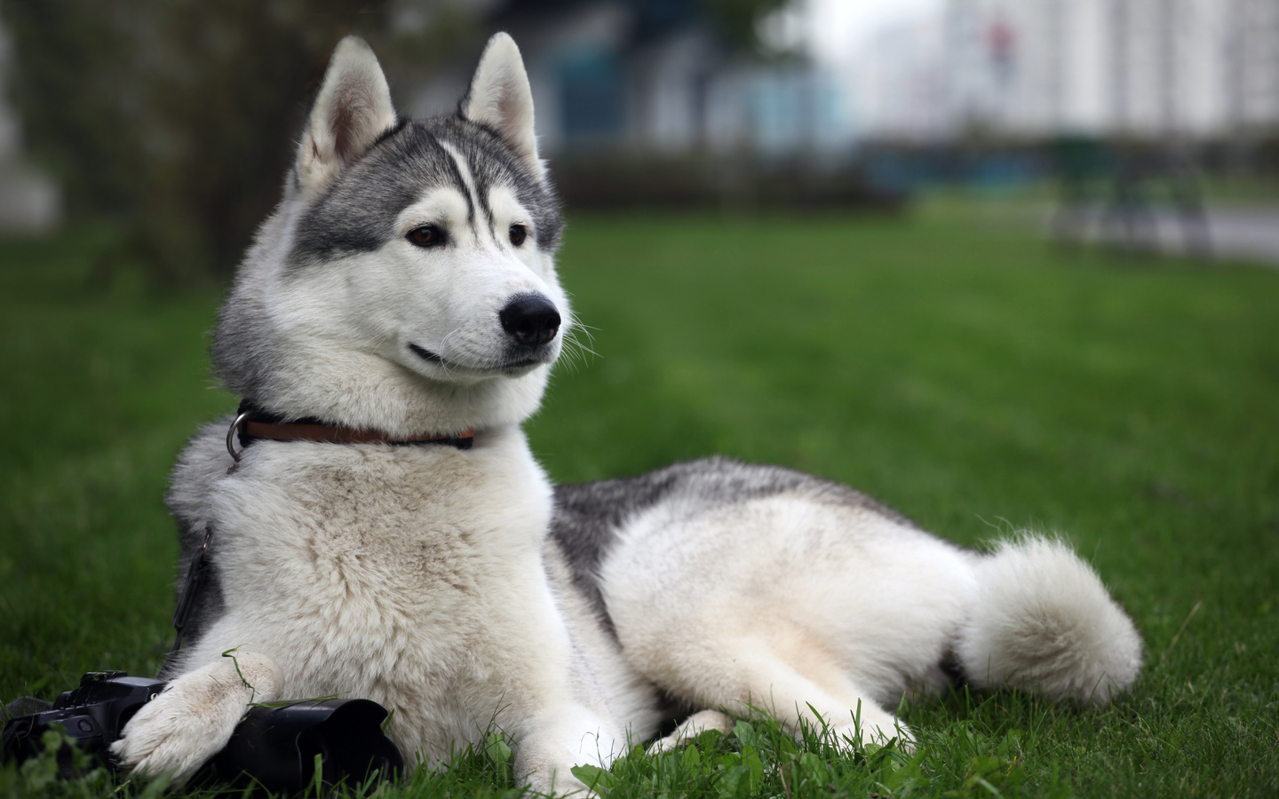 dog because the huskies are the most beautiful inetersting dog i ever