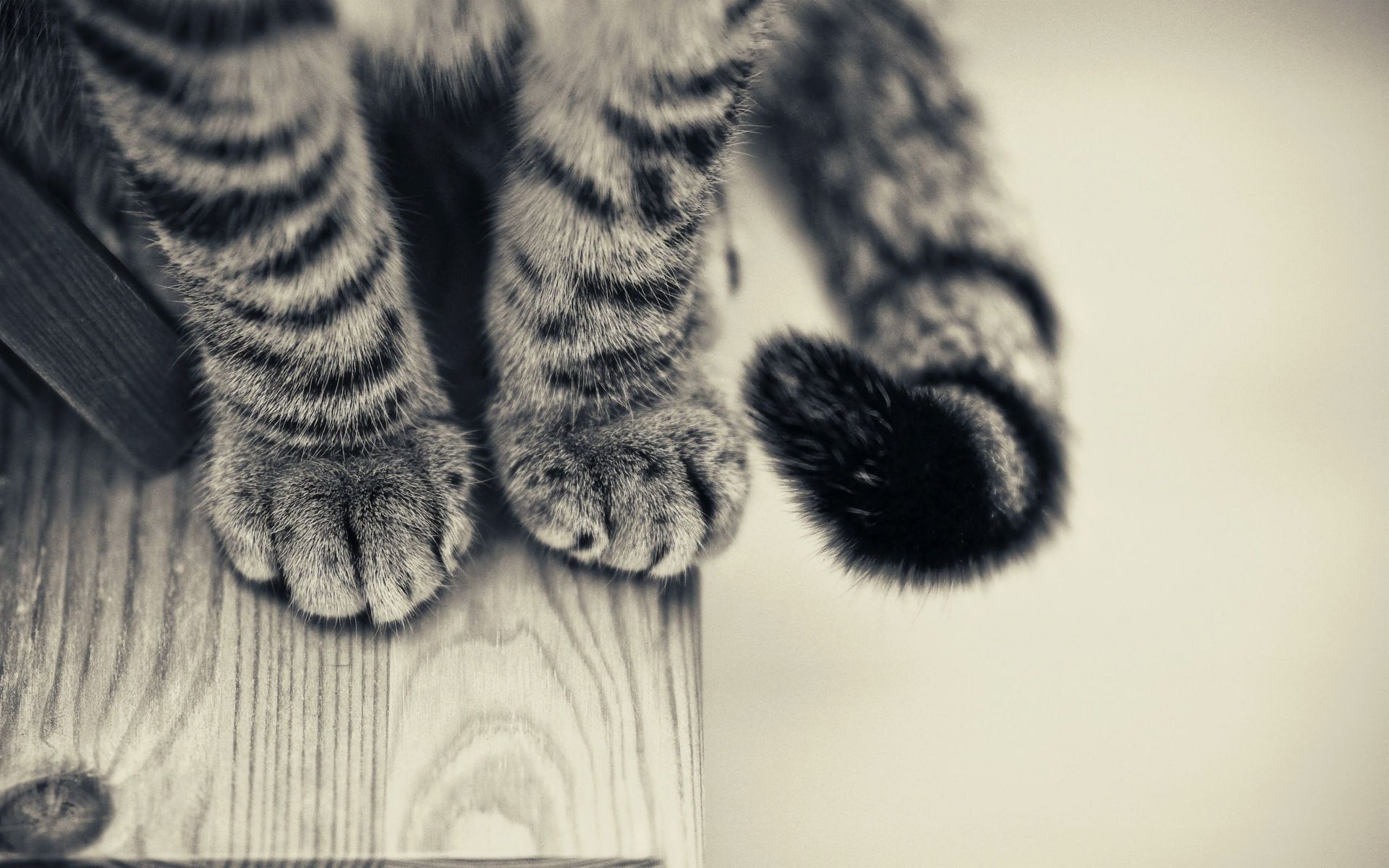 Cat S Paws And Tail Wallpaper