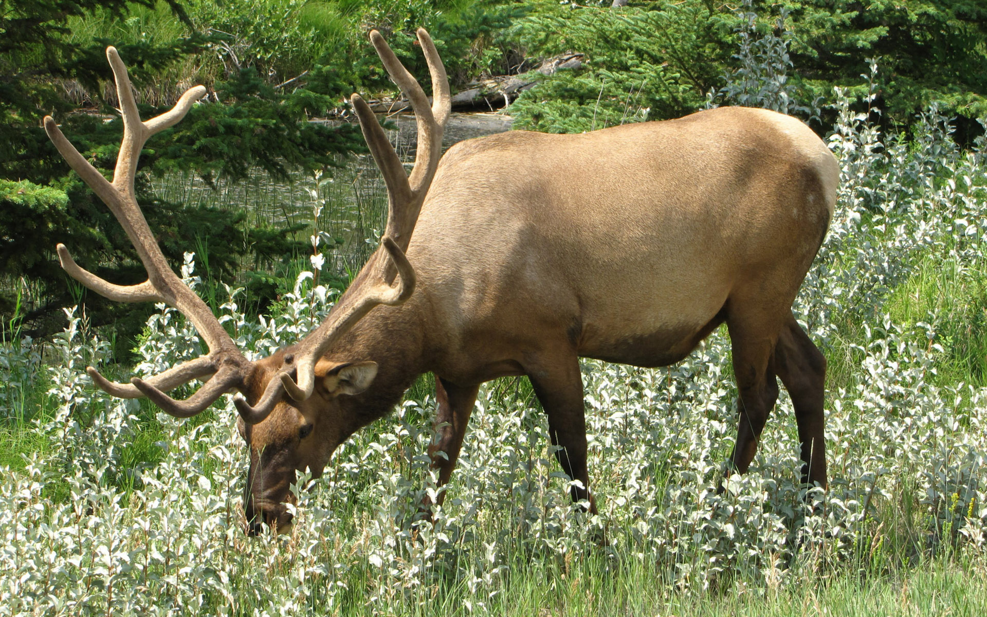 Mule Deer Photography Wallpaper Animal Desktop Background