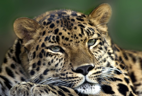 Wallpaper Leopard Wild Cat Big Desktop Animals