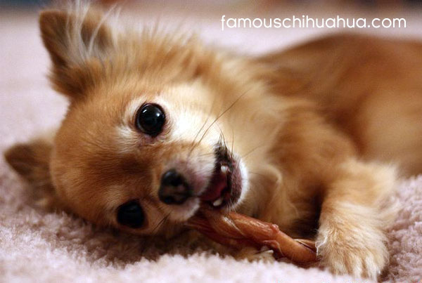 Cutest Famous Chihuahua Your Top Contenders