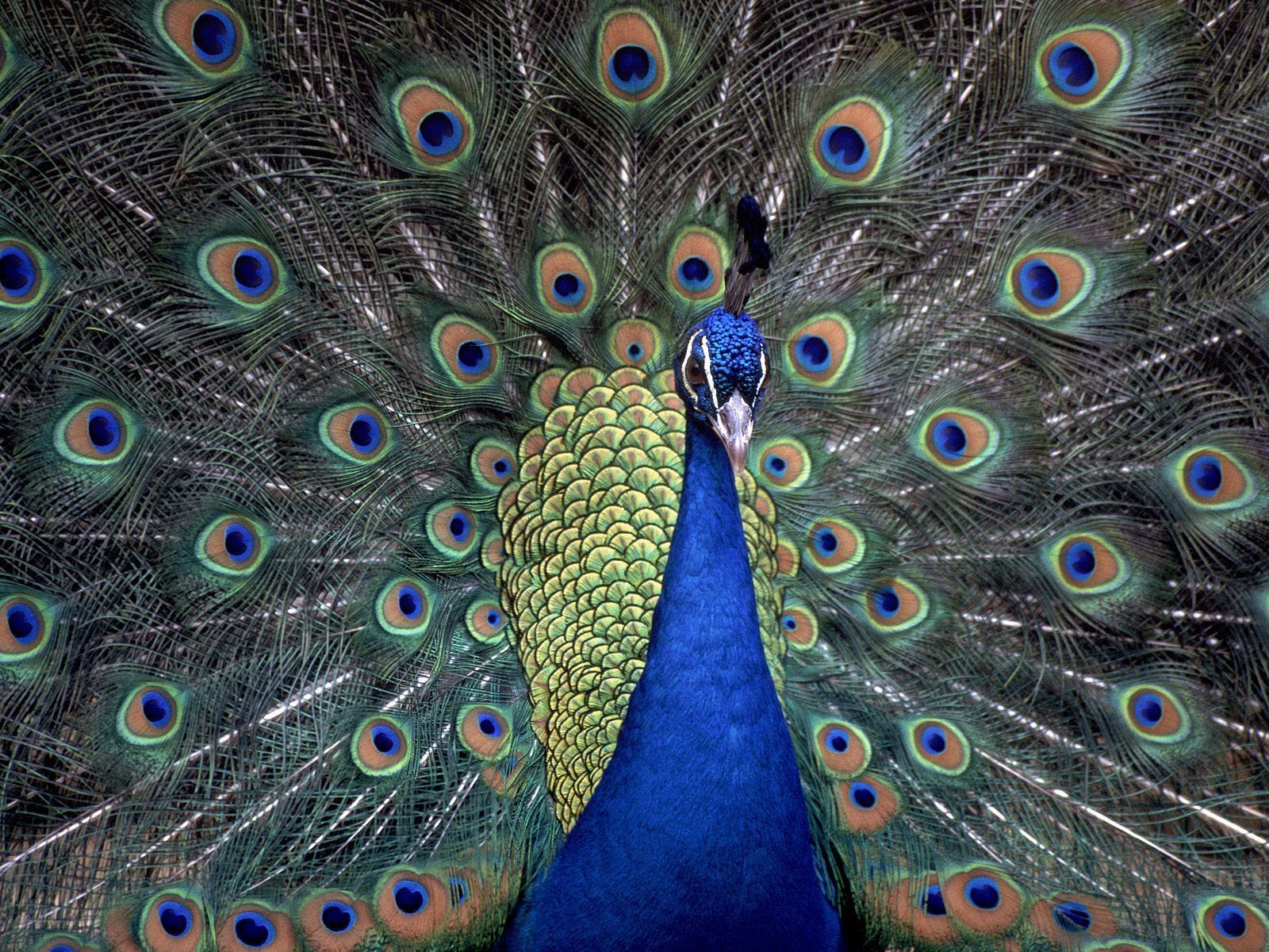 Animals Indian Blue Peacock Desktop Wallpaper Nr