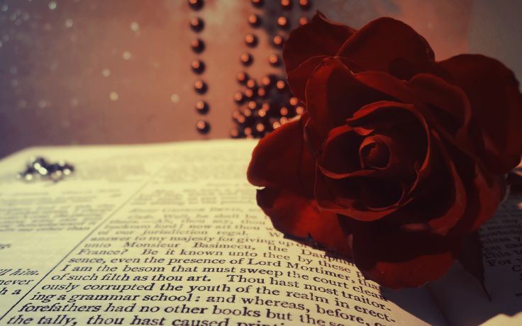 Book Rose Red Burgundy Flower Beads Macro Bokeh Wallpaper