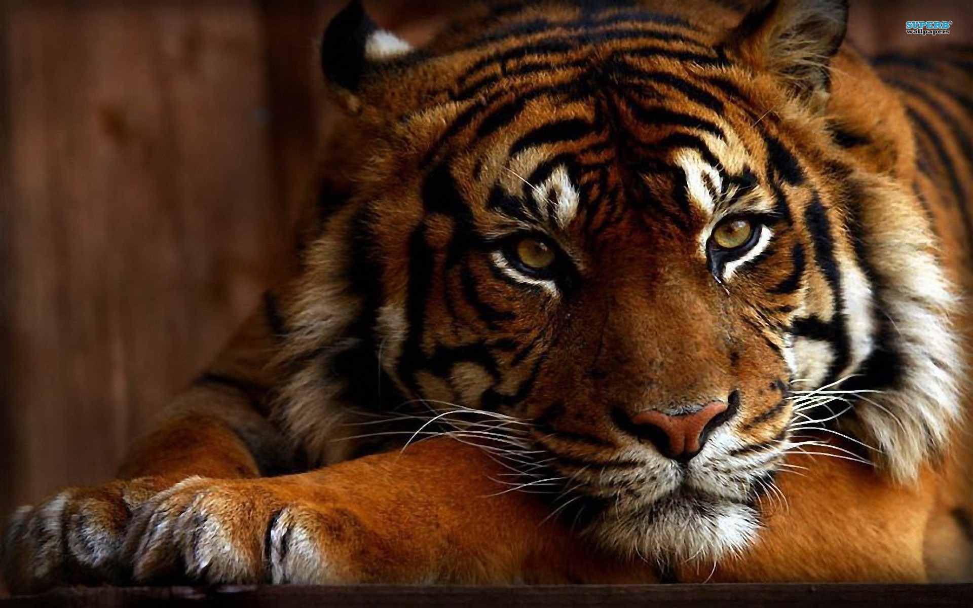 Animals And Cats You Will Like This Cool Awesome Tiger Wallpaper