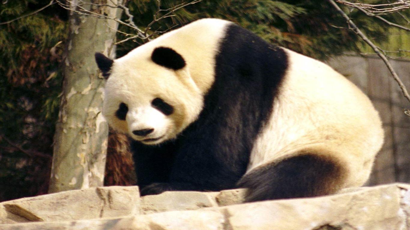panda bear wallpaper giant panda giant panda picture1366x7682258jpg
