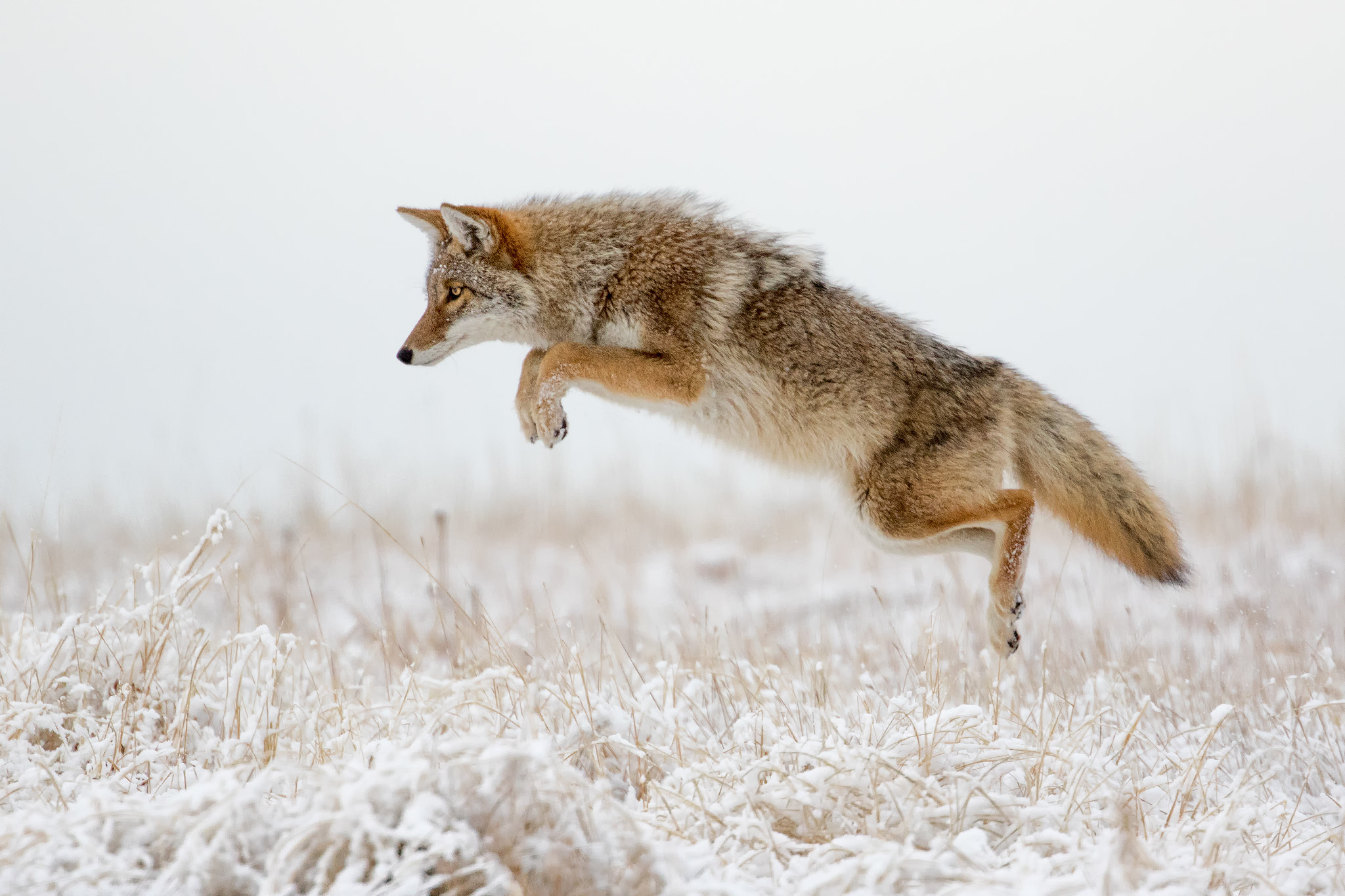 Canine Animal Coyote HD Wallpaper