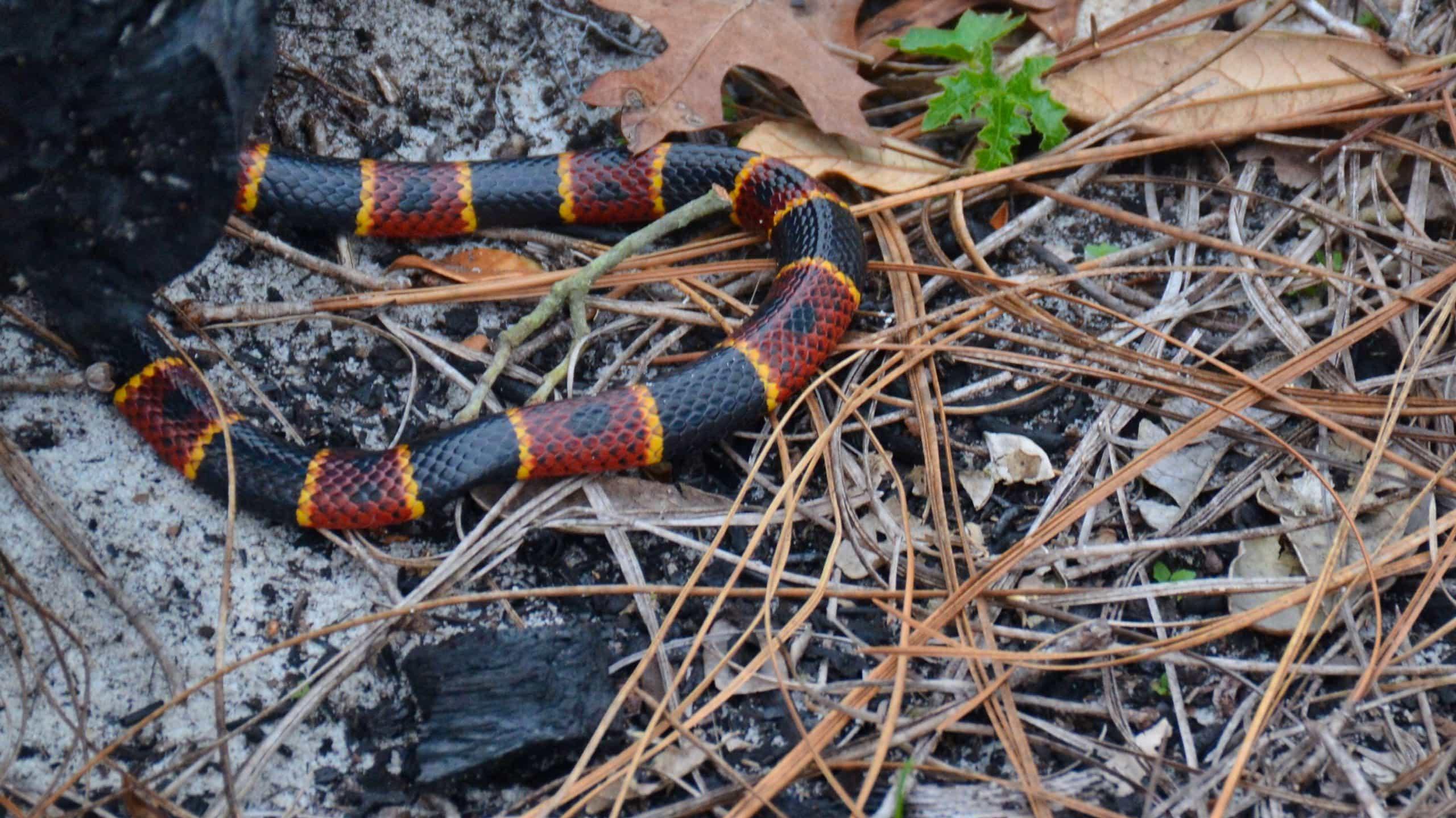 How to identify venomous snakes in Florida Florida Hikes
