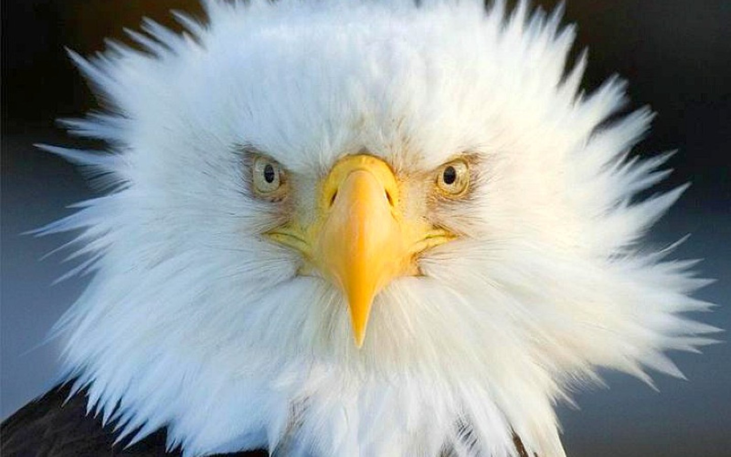 Eagle Wallpaper HD In Animals Imageci