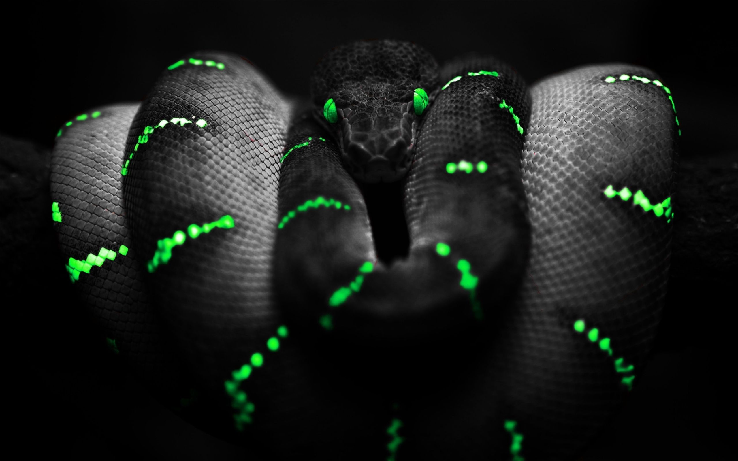 Dark Animals Wallpaper
