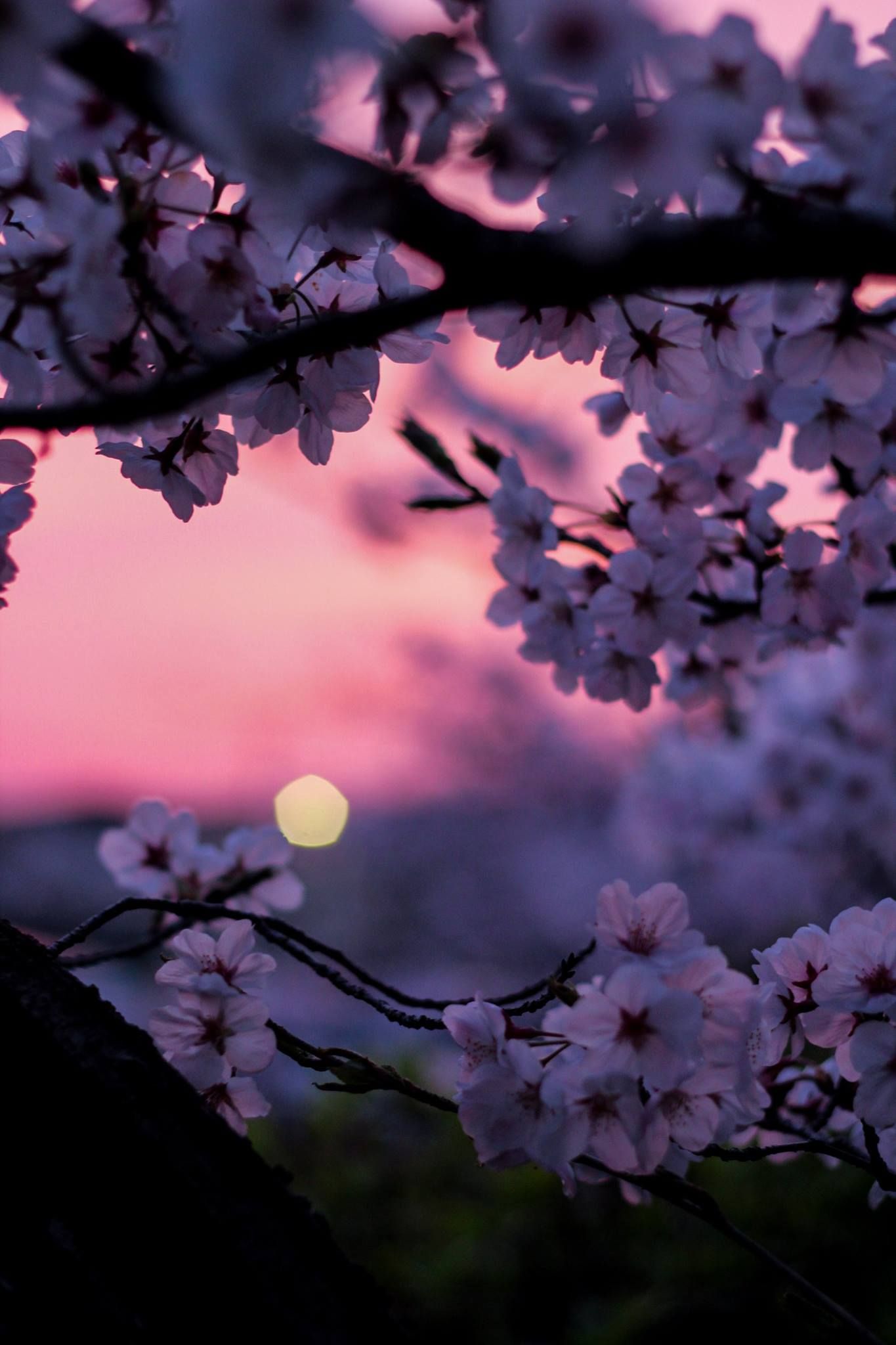 Beautiful Cherry Blossom Wallpaper