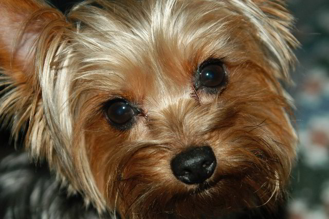 Yorkshire Terrier Pictures Aka Yorkie Dog