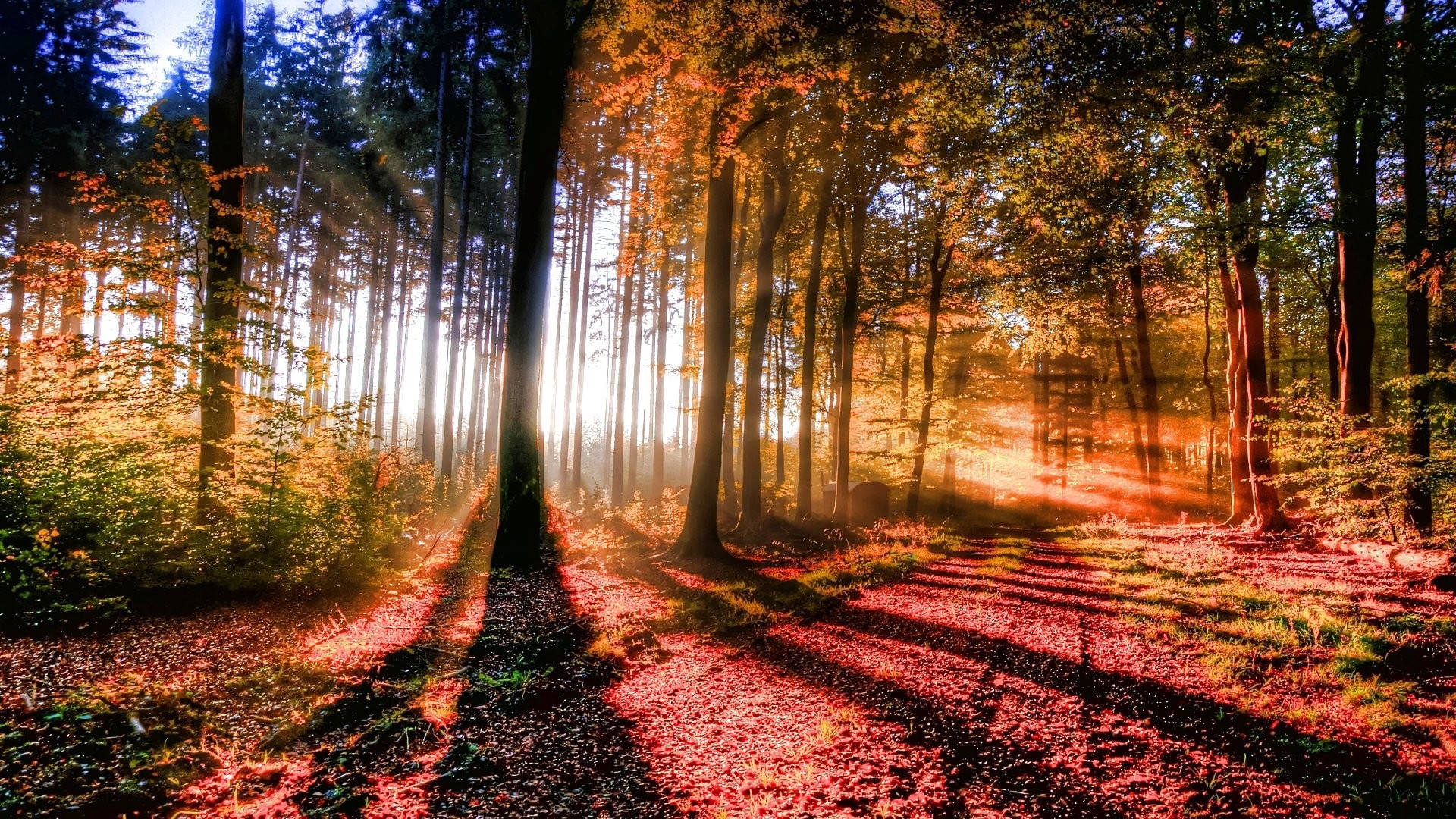 Forest Wallpaper