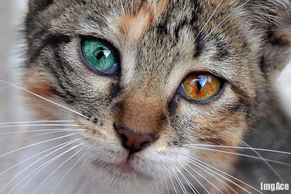 Cats With Two Different Eye Colors Amazingmaterial