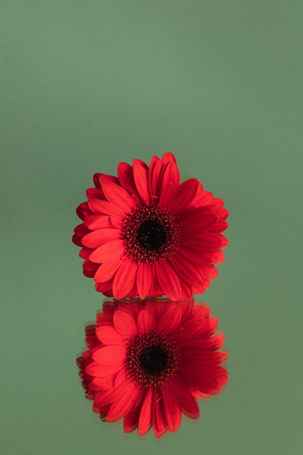red gerbera daisy in bloom photo Free Red Image on