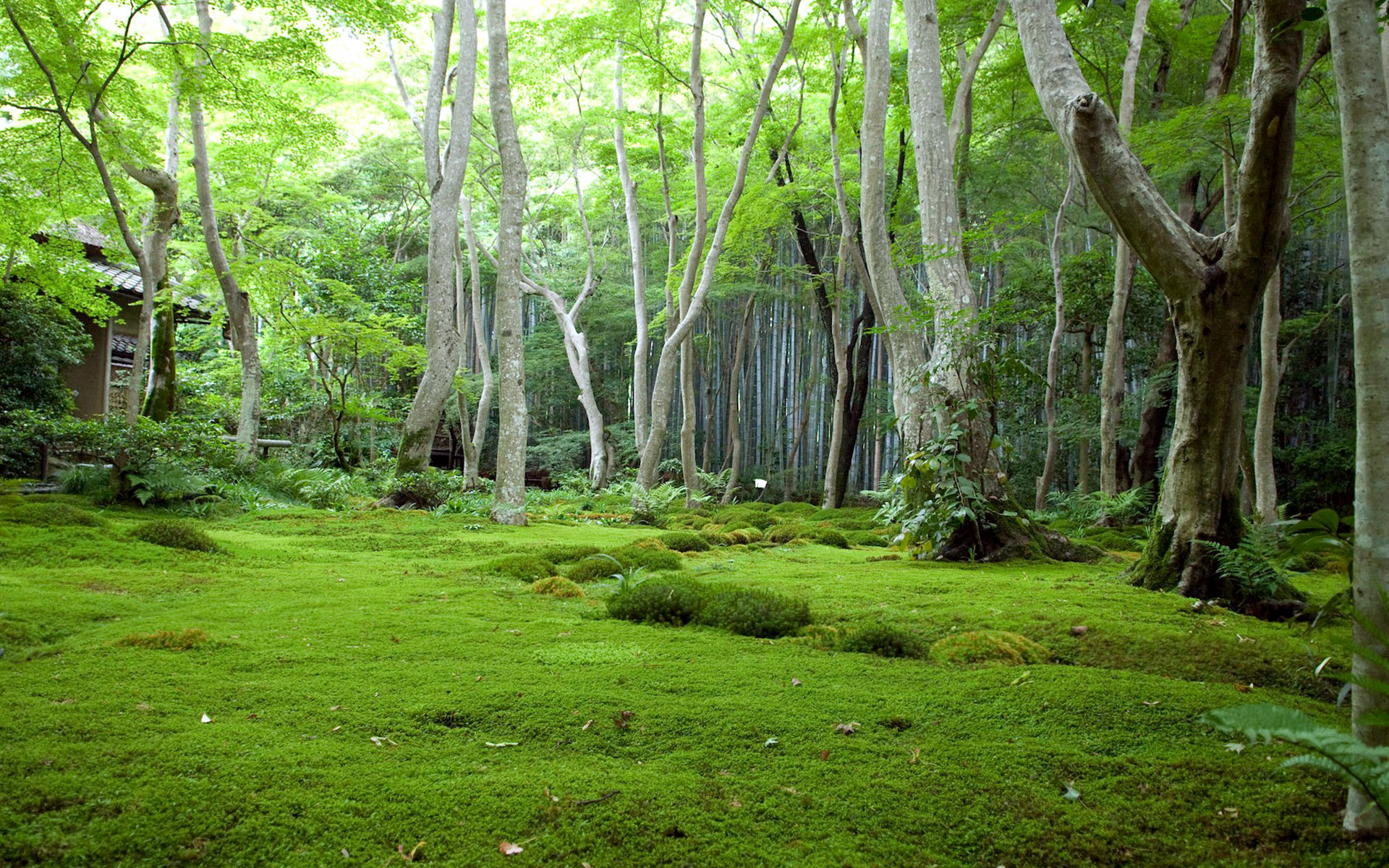 Green Forest Landscape Wallpaper HD