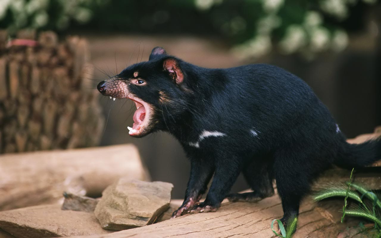 Widescreen HD Wallpaper Animals Tasmanian Devil Sarcophilus