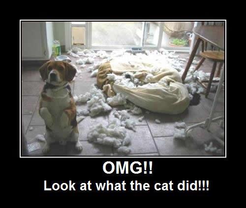 Omg Look What The Cat Did Funny Dirty Adult Jokes Memes Pictures