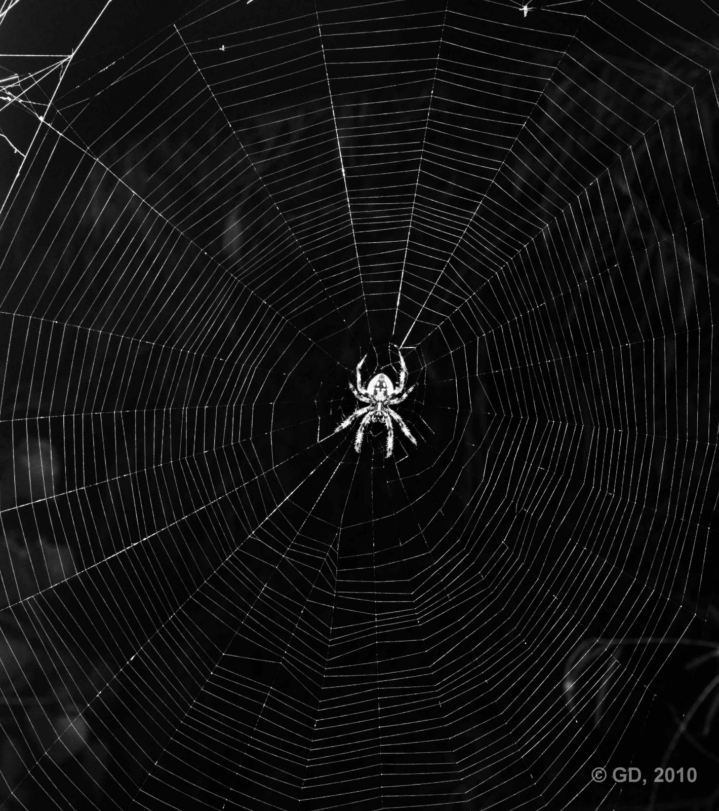 Spider Web Background Thanks To The