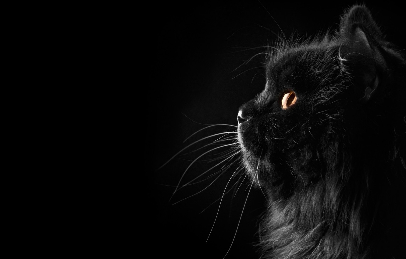 Wallpaper Cat Black Background Fon