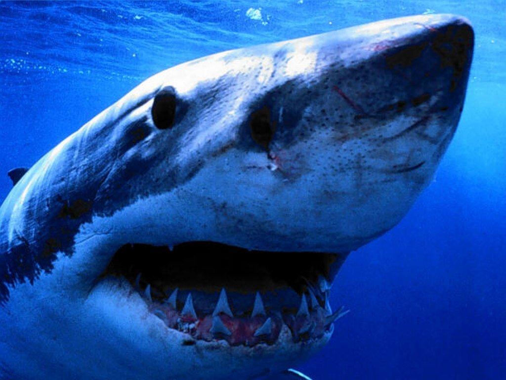 Amazing Shark Pictures