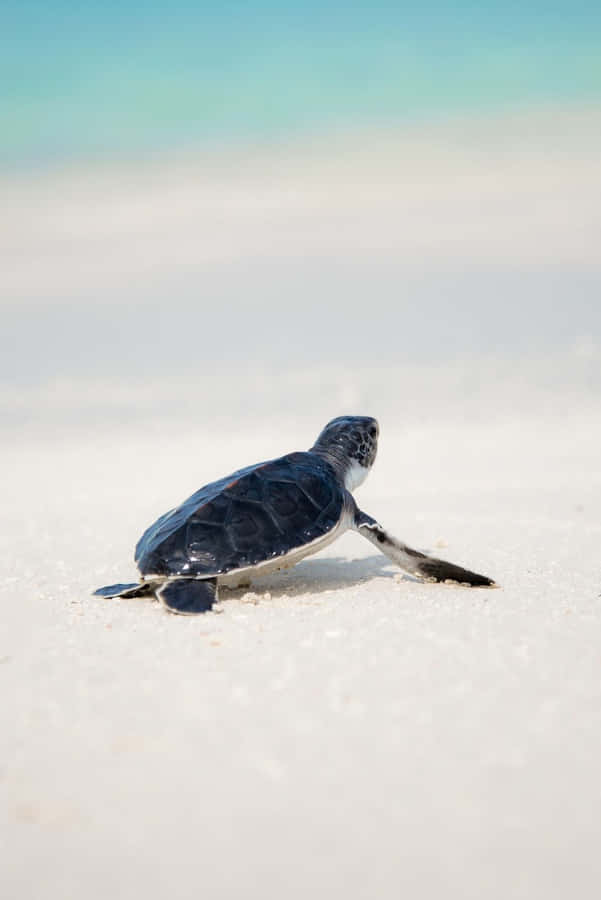 Baby Turtle Wallpaper