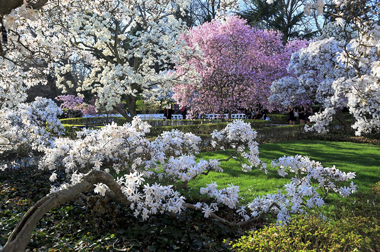Picture Usa Brooklyn Botanic Garden Spring Nature Gardens Flowering