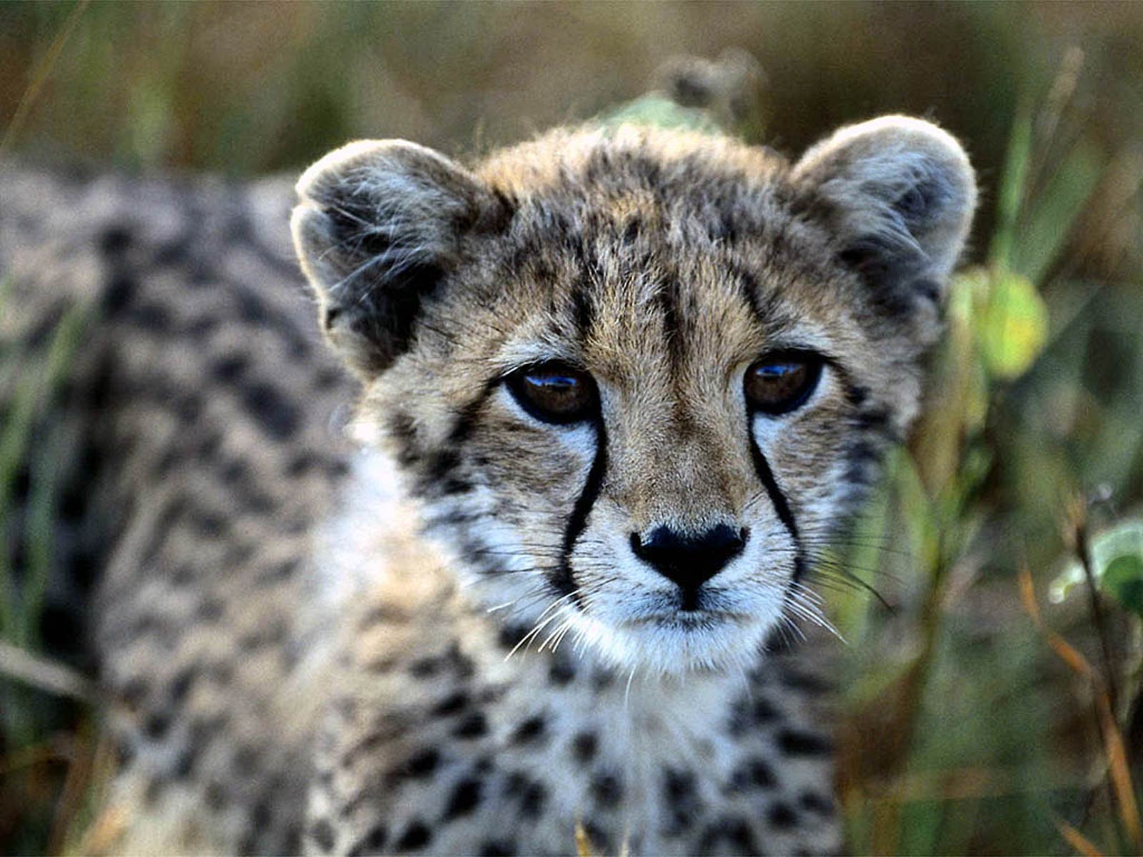 Cheetah Baby Animal Wallpaper Pc Screen