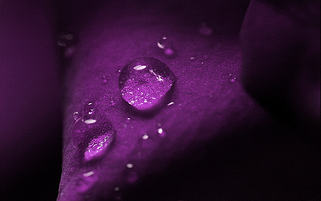 Violet Leaf With Water Drop Wallpaper Thumb Beautiful