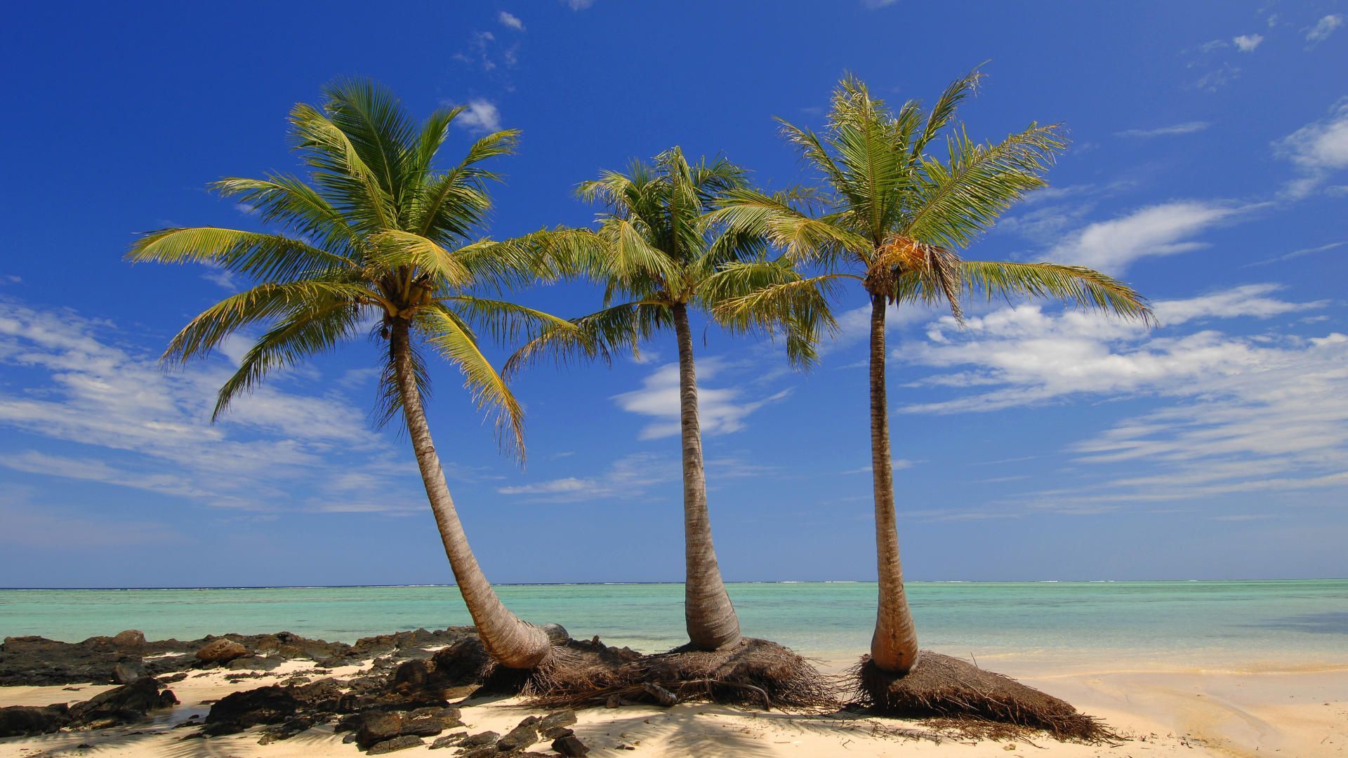 Palms Isl Madagascar Nature Background wallpapers HD free   118394