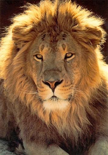Male Lion Faces Wallpaper