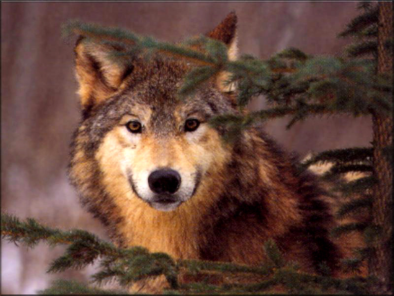 Wolf Wallpaper Background