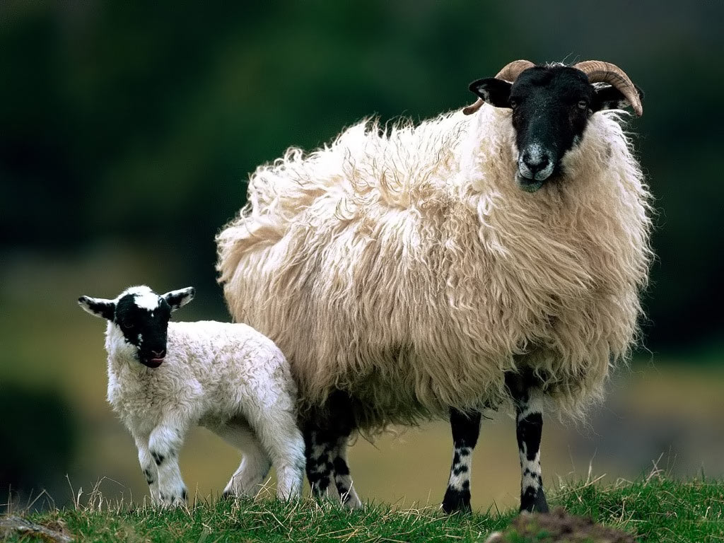Sheep Image HD Wallpaper And Background Photos