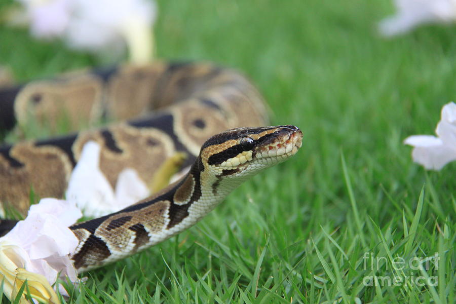 Ball Python And Flowers Photograph By Fiona Yee