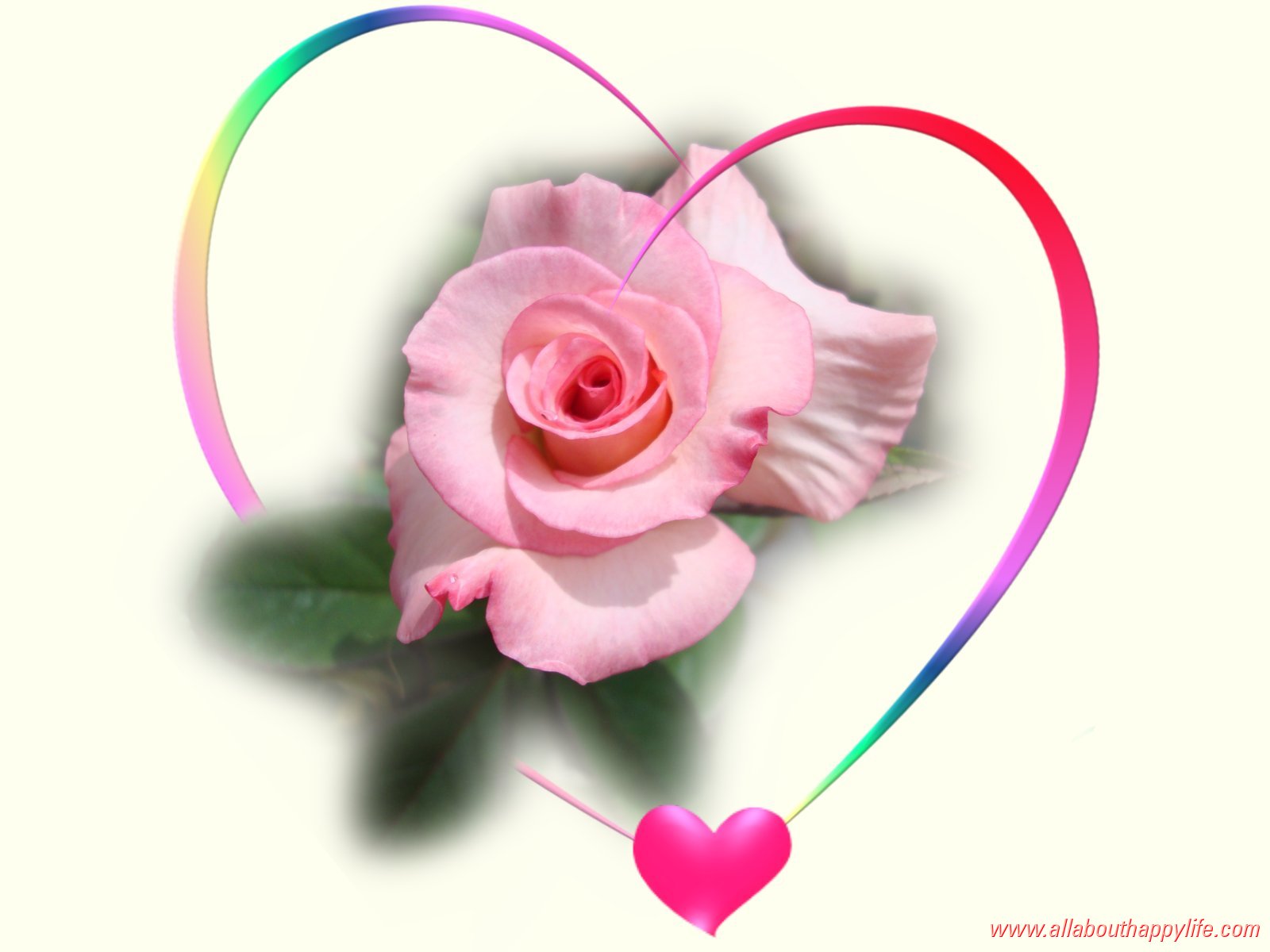 Pink Rose Love Wallpaper