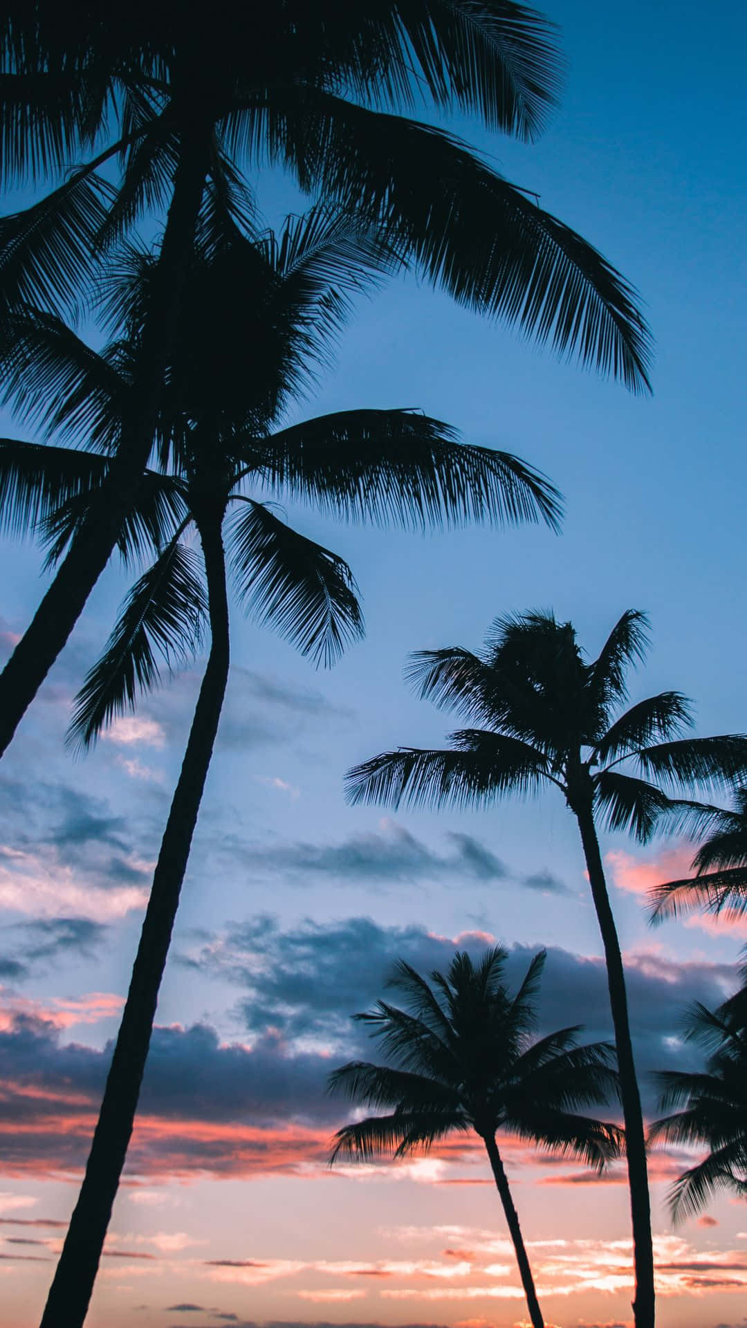 Aesthetic Palm Tree Wallpaper