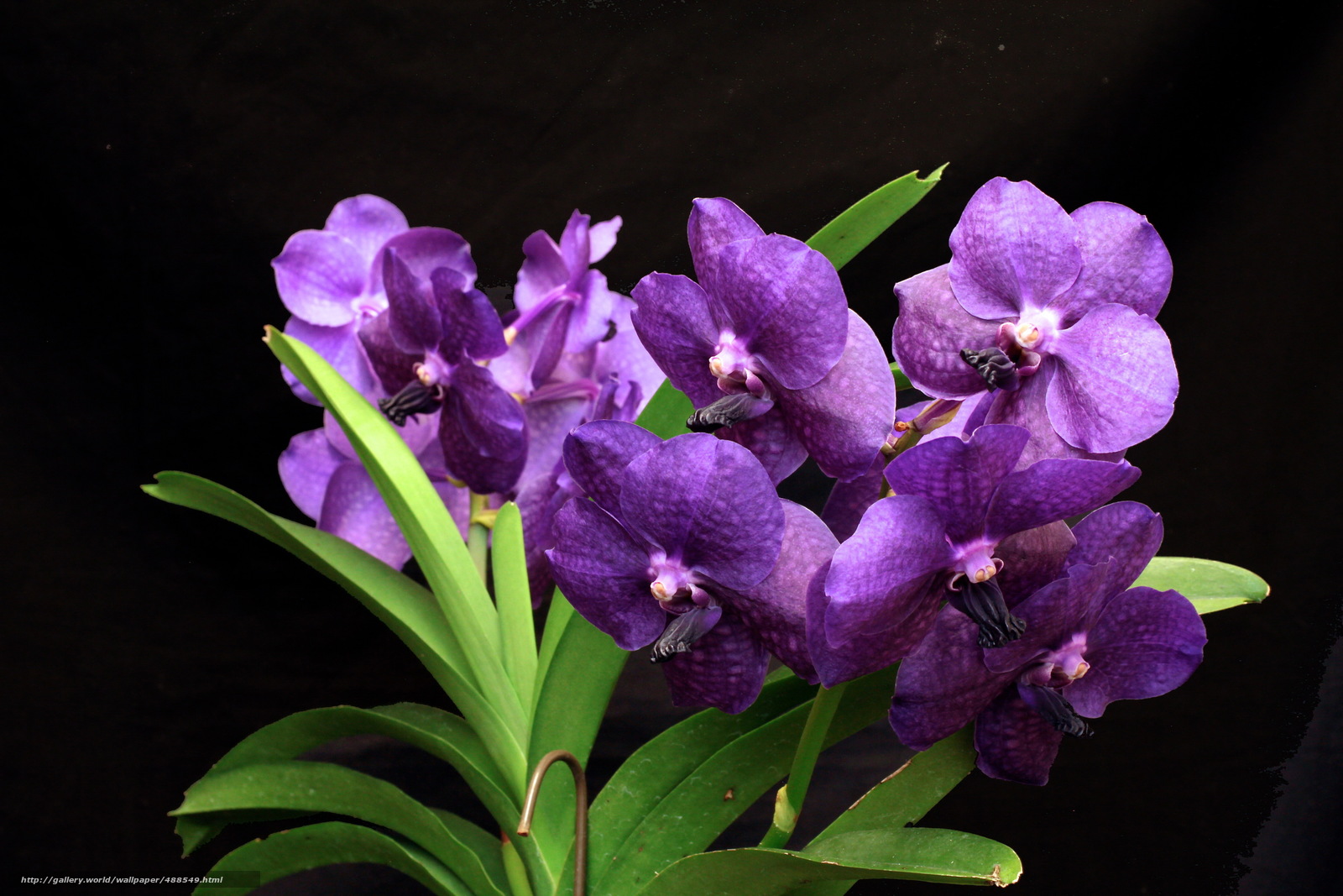 Orchids Purple Flowers