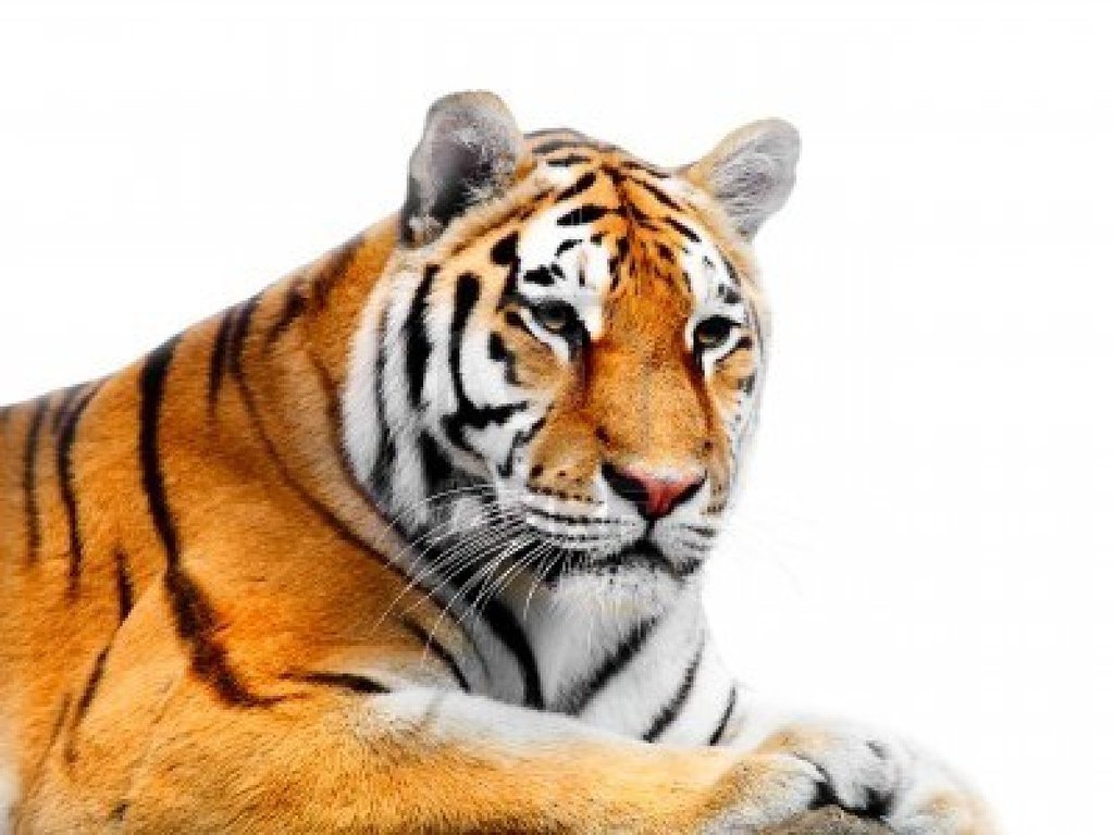 883199 big tiger on a white background by Shinypika0026 on