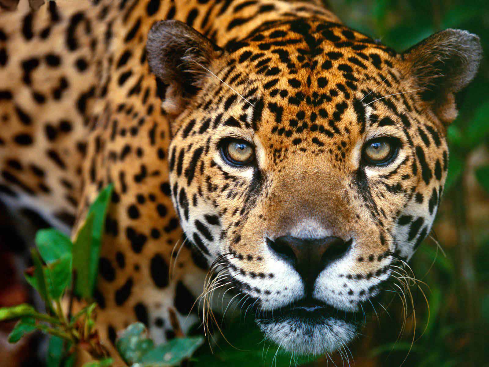 Cool Wallpaper Animals Animal Jaguar Jpg