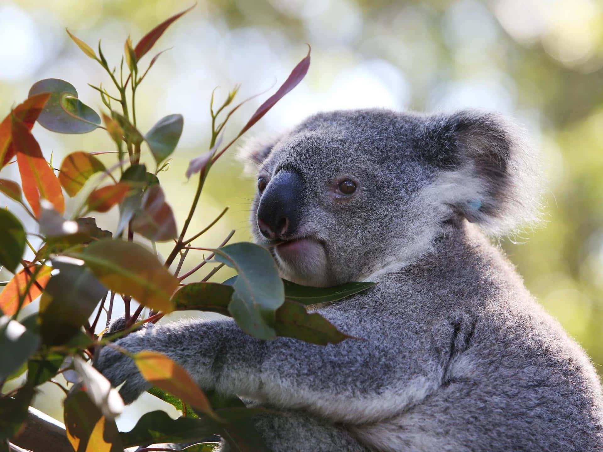 A Lonely Koala Taking Winter Nap Wallpaper