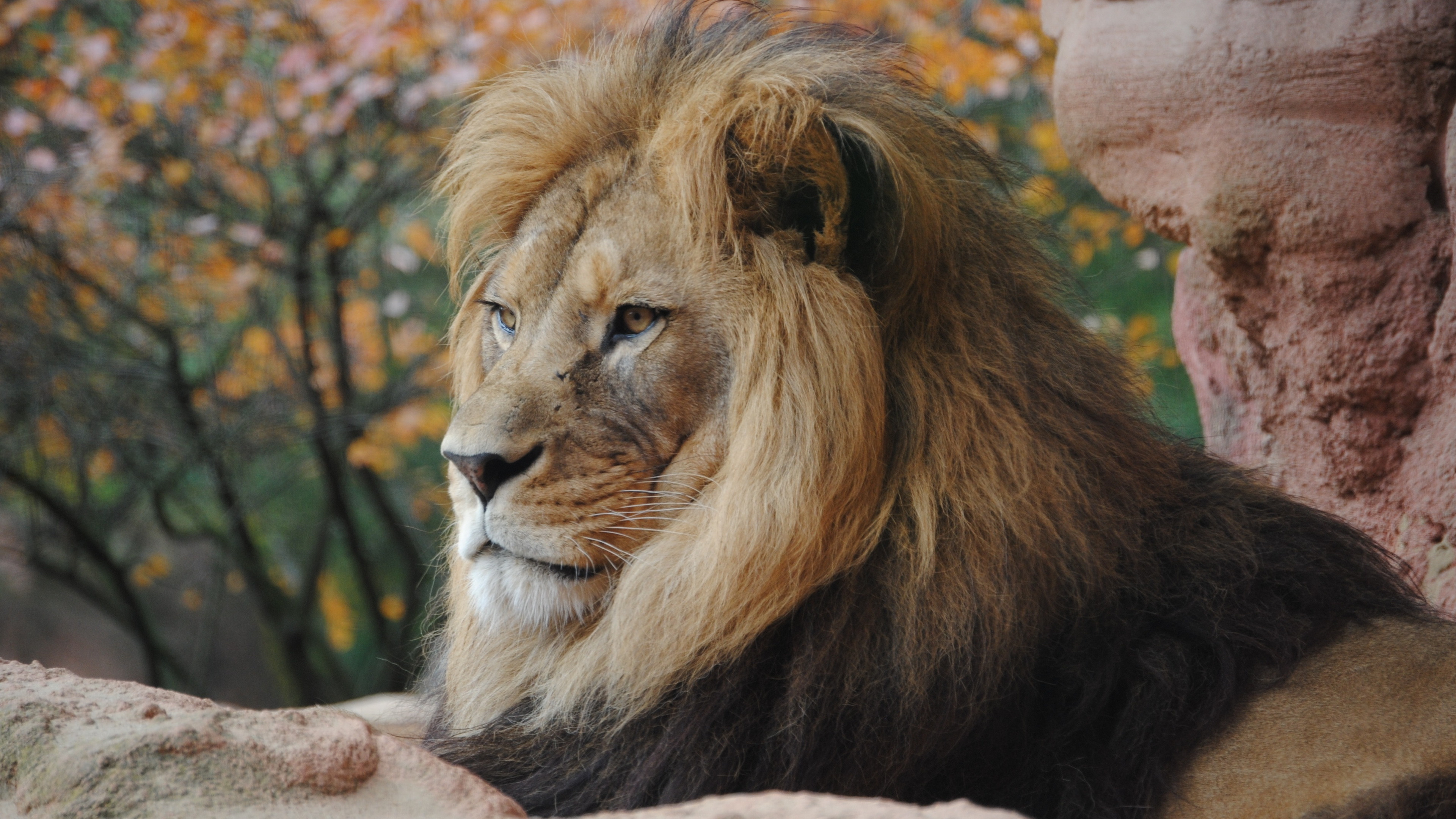 Majestic Male Lion in Autumn Setting