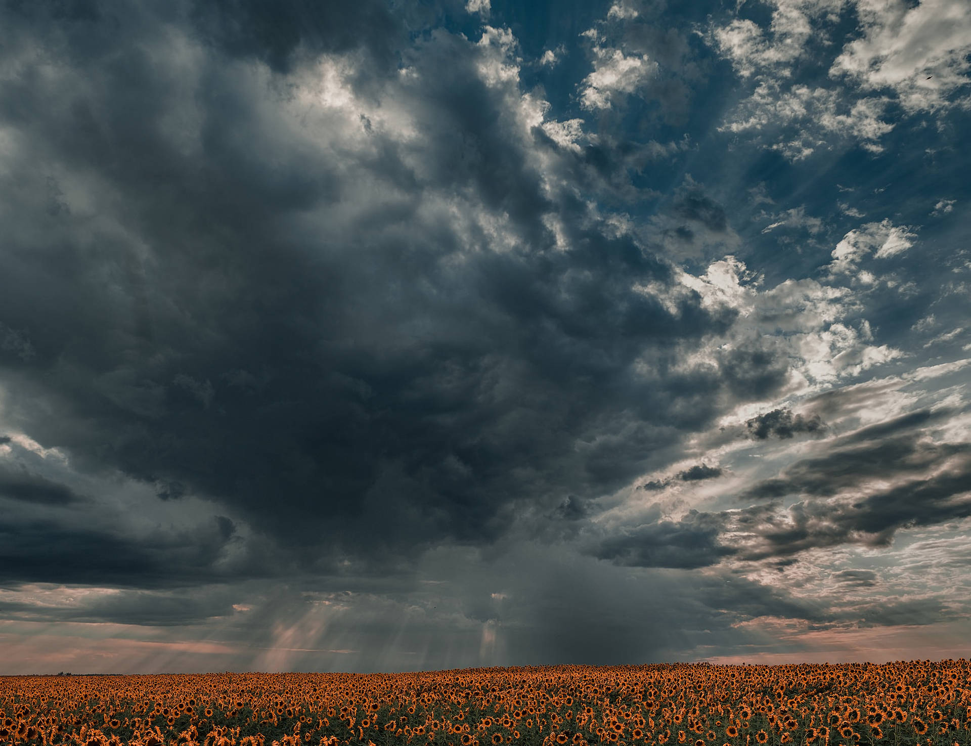 Sunflowers Field Under Cloudy Sky 6k96fcrf26fkmj4b Wallpaper
