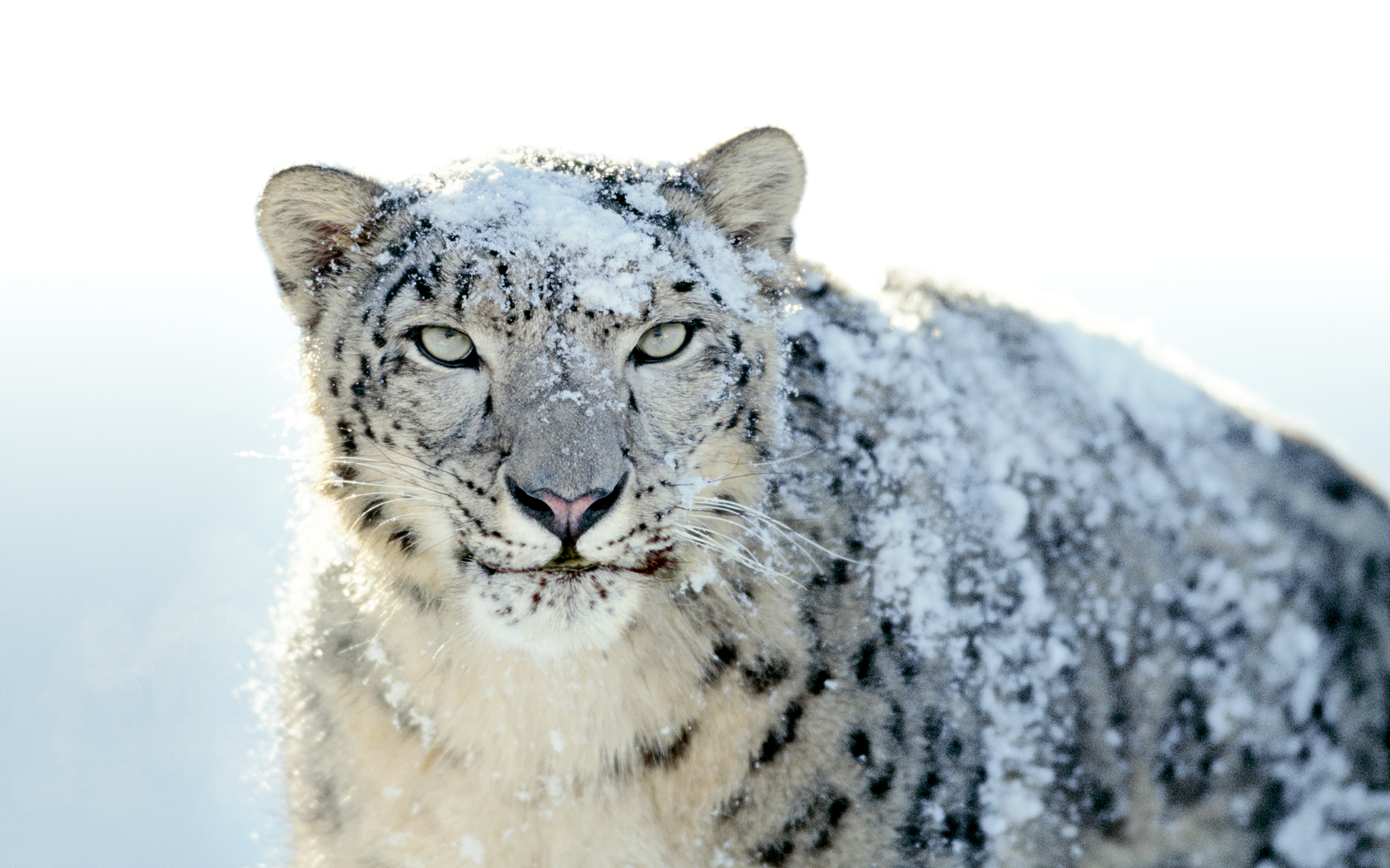 Snow Leopard Covered In